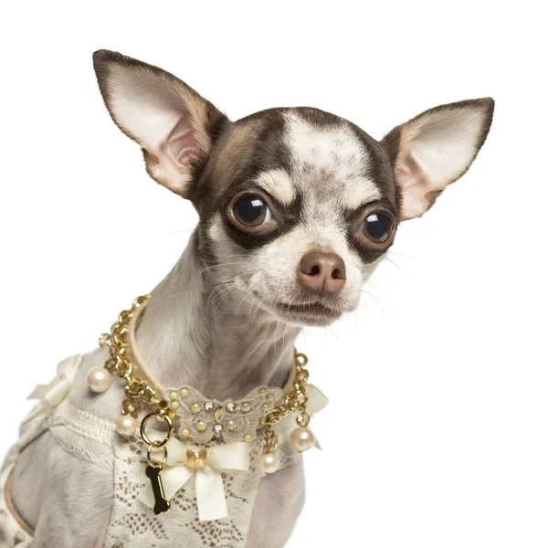 Close-up de um Chihuahua vestido com gola extravagante, isolado o — Fotografia de Stock