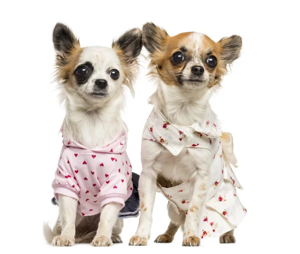 Deux Chihuahuas habillés assis, 9 mois, isolés sur whi — Photo