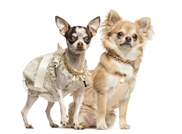 Två uppklädda chihuahuas sittande och stående, 2 år och 9 mo — Stockfoto