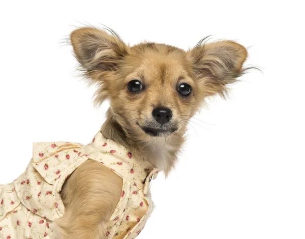 Close-up van een chihuahua pup kijken naar de camera, 4 maanden ol — Stockfoto