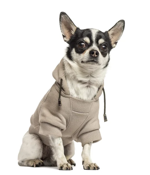 Sentado Chihuahua vestindo uma camisola, 18 meses, isolado em — Fotografia de Stock