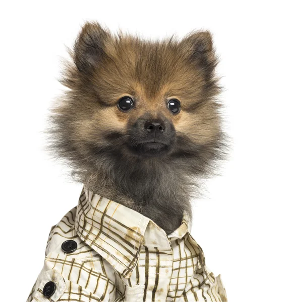 Close-up of a Spitz puppy wearing a checked shirt, 4 months old, — Stock Photo, Image