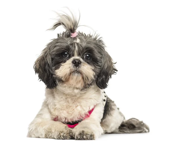 Front view of a Shih Tzu lying, looking at the camera, 4 years o — Stock Photo, Image