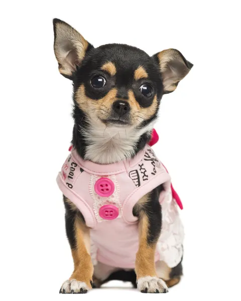 Chihuahua puppy sitting, looking at the camera, 4 months old, is — Stock Photo, Image