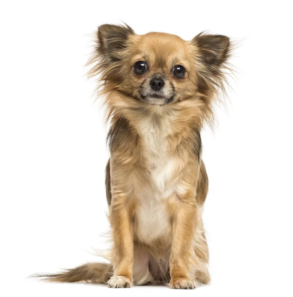 Vergadering chihuahua kijken naar de camera, 2 jaar oud, geïsoleerd o — Stockfoto