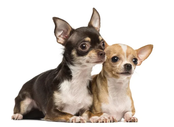 Dos chihuahuas acostados al lado del ecah otros, aislados en blanco — Foto de Stock