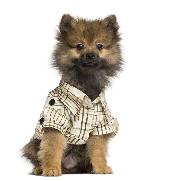 Dressed-up Spitz puppy sitting, looking at the camera, 4 months — Stock Photo, Image