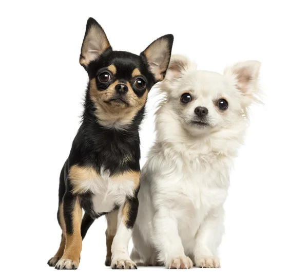 Szczeniaki Chihuahua obok siebie, patrząc na kamery, iso — Zdjęcie stockowe