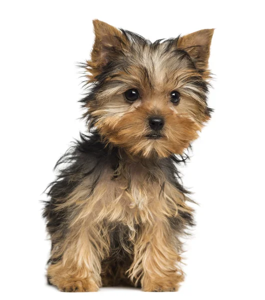 Yorkshire Terrier puppy sitting, 3 months old, isolated on white — Stock Photo, Image