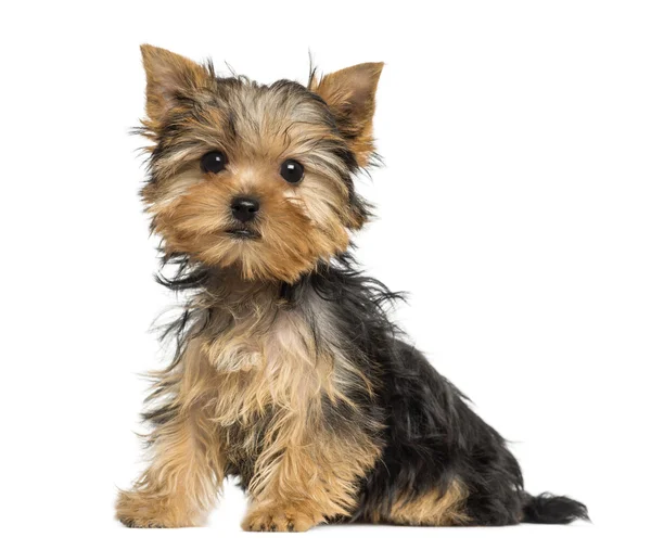 Side view of a Yorkshire Terrier puppy sitting, 3 months old, is — Stock Photo, Image