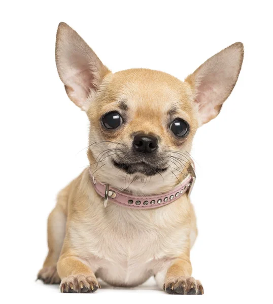 Chihuahua lying, looking at the camera, 10 months old, isolated — Stock Photo, Image