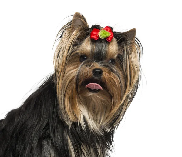 Close-up of a Yorkshire Terrier wearing a bow, sticking his tong — Stock Photo, Image