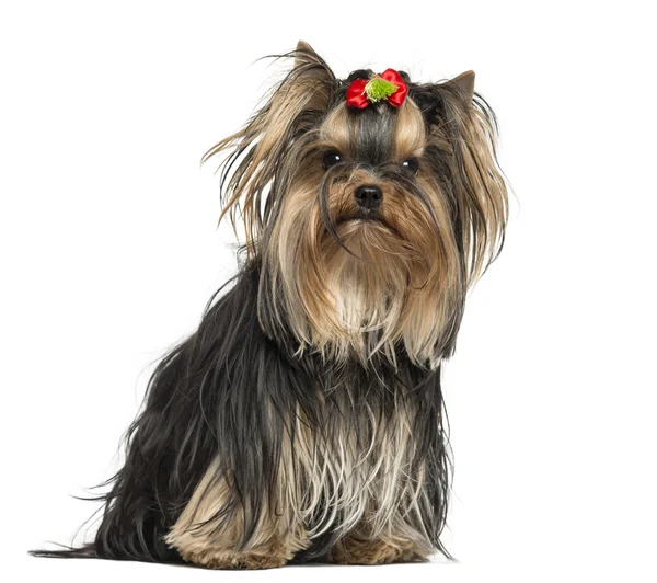 Yorkshire Terrier wearing a bow, sitting, 1 year old, isolated o — Stock Photo, Image