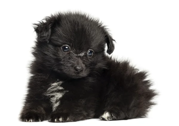 Duitse spitz pup liggend, 8 weken oud, geïsoleerd op wit — Stockfoto