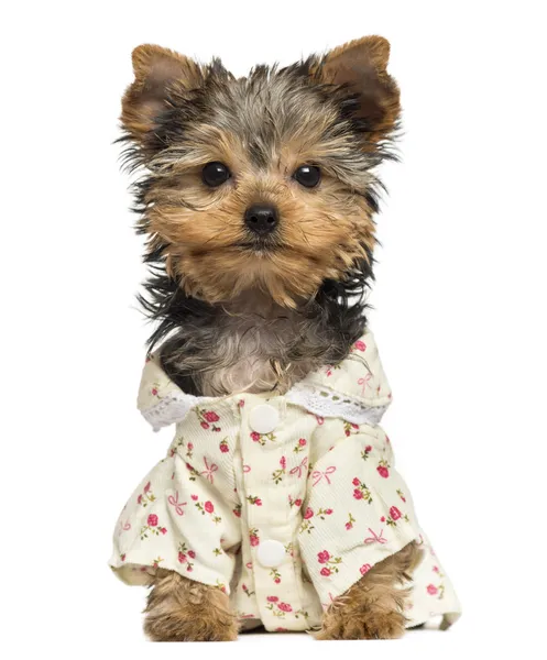 Dressed up Yorkshire Terrier puppy, looking at the camera, 10 we — Stock Photo, Image