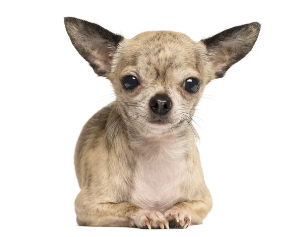 Chihuahua lying and facing, looking at the camera, isolated on w — Stock Photo, Image