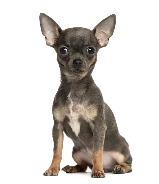 Chihuahua cachorro sentado, mirando a la cámara, 4 meses de edad, es —  Fotos de Stock