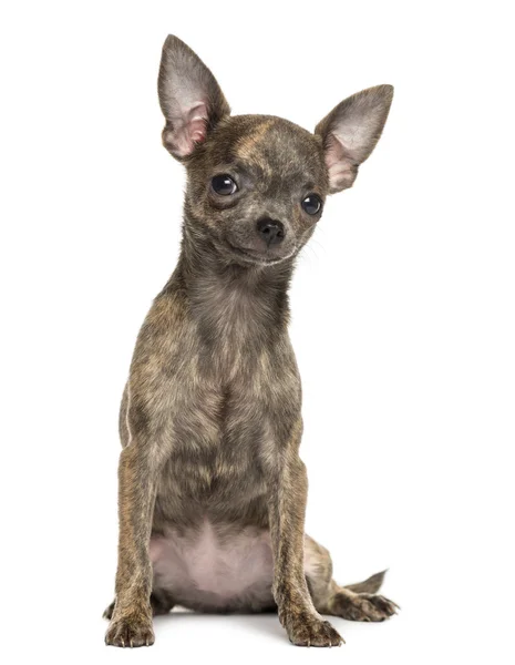 Chihuahua-Welpe neugierig sitzend, 4 Monate alt, isoliert — Stockfoto