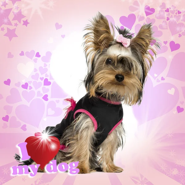 Dressed-up Yorkshire Terrier puppy, sitting, looking at the came — Stock Photo, Image