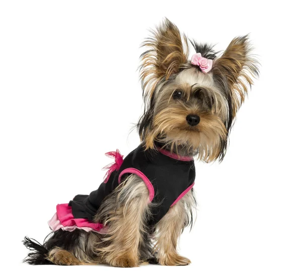 Dressed-up Yorkshire Terrier puppy, sitting, looking at the came — Stock Photo, Image
