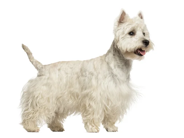 Side view of a West Highland White Terrier panting, 18 months ol — Stock Photo, Image