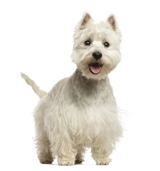 West Highland White Terrier ofegante, parecendo feliz, 18 meses ol — Fotografia de Stock