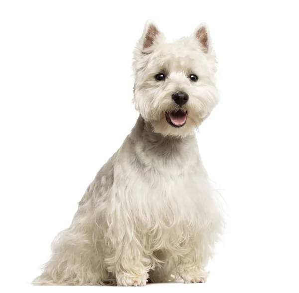 West Highland White Terrier panting, sitting, 18 months old, iso — Stock Photo, Image