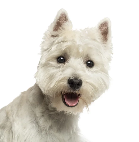 Närbild av en west highland white terrier, titta på kameran — Stockfoto
