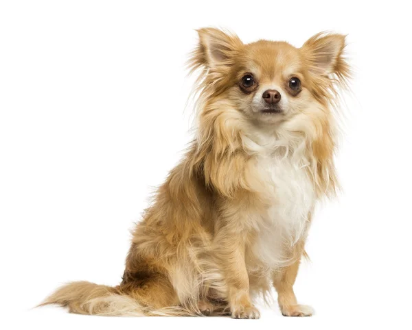 Chihuahua sitting, facing, 18 months old, isolated on white — Stock Photo, Image