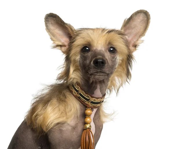 Close-up van een chinese crested dog puppy kijken naar de camera, 4 — Stockfoto