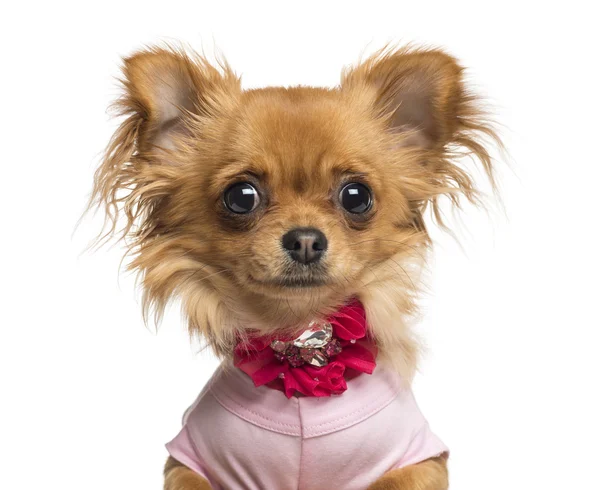 Primer plano de un Chihuahua vestido, 10 meses de edad, aislado en w — Foto de Stock