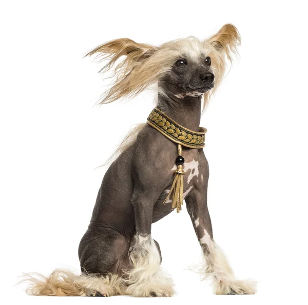 Side view of a Chinese Crested Dog sitting, 3 years old, isolate — Stock Photo, Image