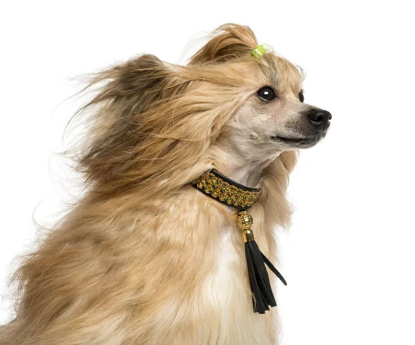 Close-up of a Chinese Crested Dog, 30 months old, isoalted on wh — Stock Photo, Image