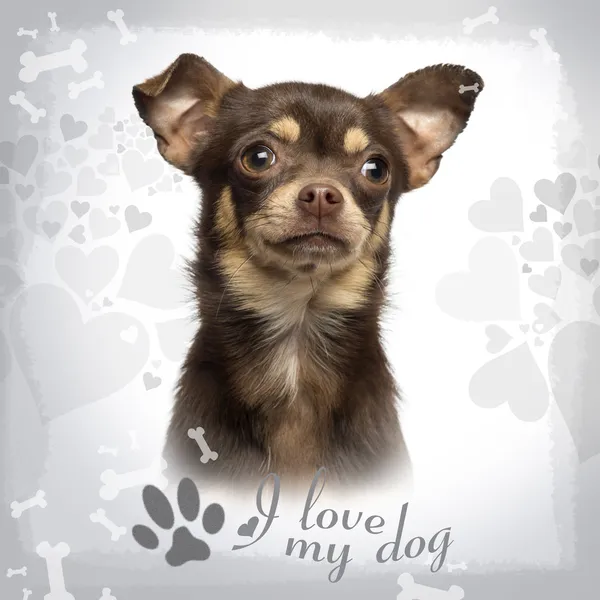 Nahaufnahme eines Chihuahua auf gestaltetem Hintergrund, 13 Monate alt — Stockfoto
