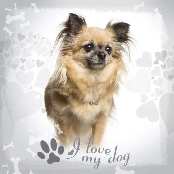 Chihuahua stehend, auf gestaltetem Hintergrund, 4 Jahre alt — Stockfoto