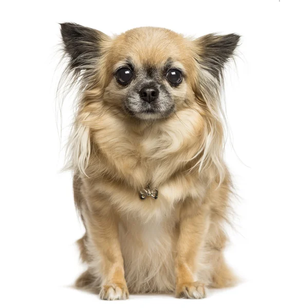 Chihuahua seduta, guardando la telecamera, 4 anni, isolata — Foto Stock