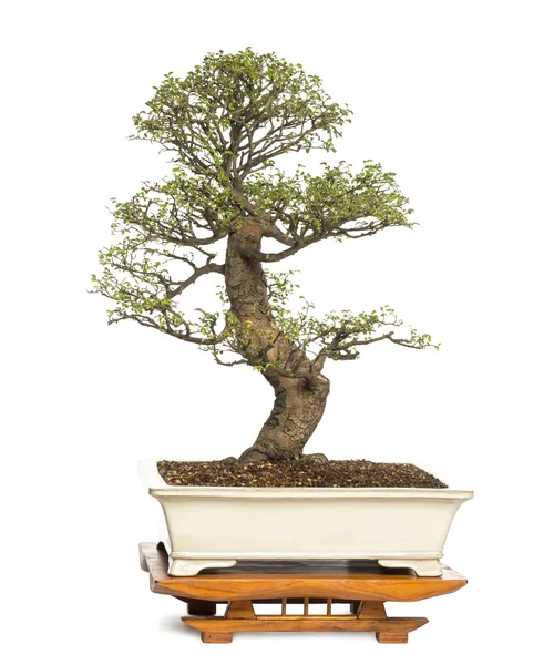 Albero bonsai di olmo cinese, Ulmus, isolato su bianco — Foto Stock