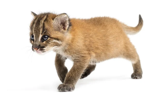 Asiático gato dourado atingindo, Pardofelis temminckii, 4 semanas de idade — Fotografia de Stock