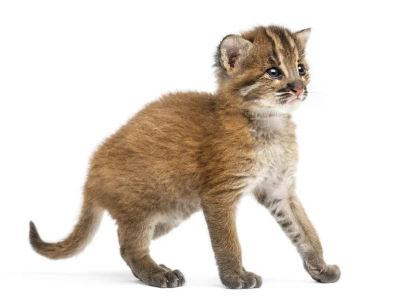 Азиатский золотой кот, Pardofelis temminckii, 4 недели — стоковое фото