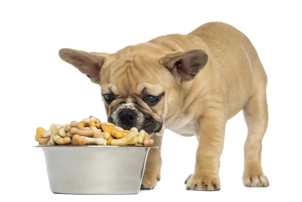 French Bulldog puppy eating from a bowl full of biscuits, 3 mont Royalty Free Stock Photos