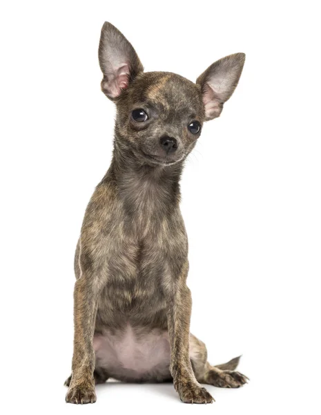 Chihuahua puppy sitting looking curiously, 4 months old, isolate Stock Photo