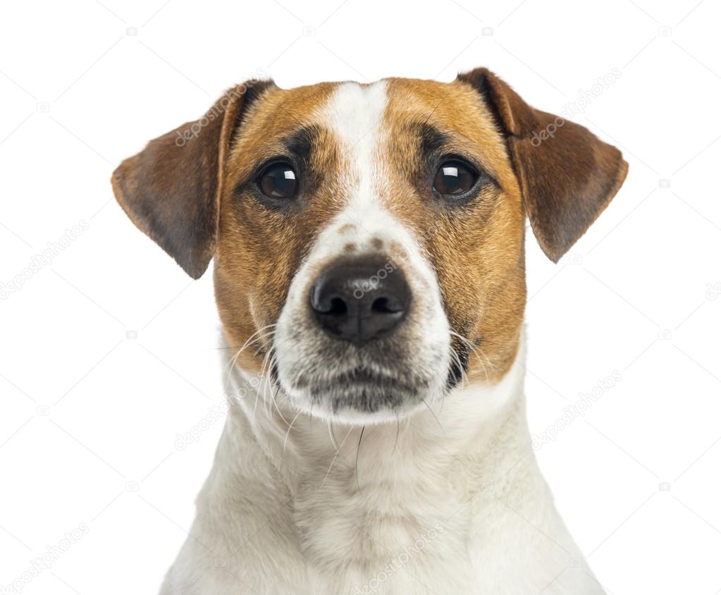Close-up of a Jack Russell Terrier, 2 years old, isolated on whi