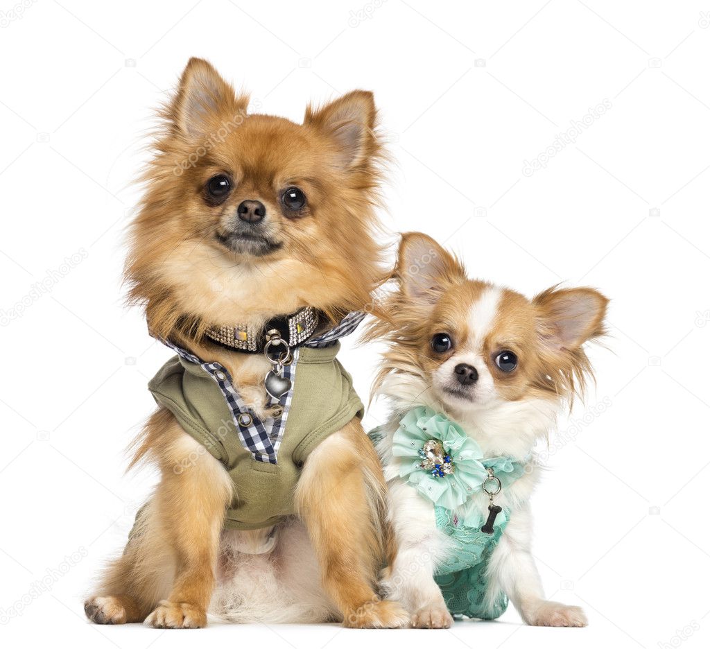 Two dressed up Chihuahuas sitting, 10 months and 2 years old, is
