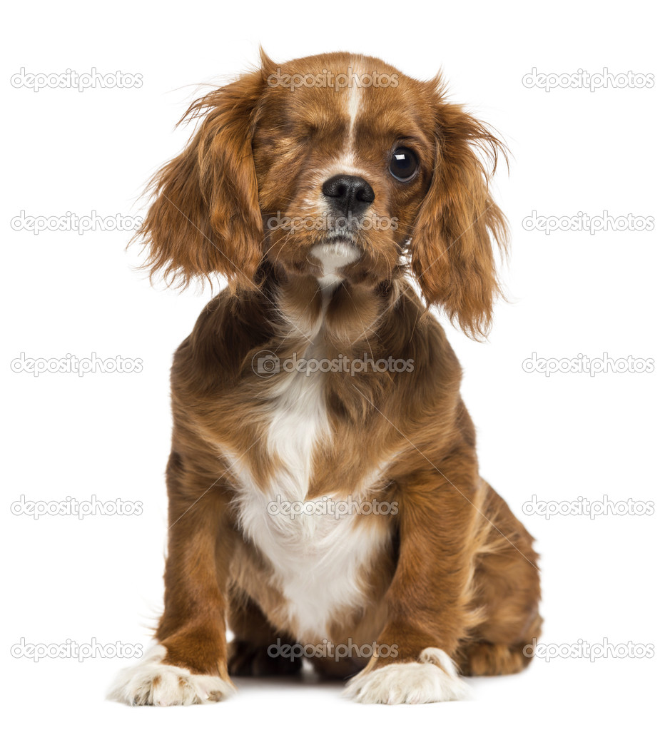 One-eyed Cavalier King Charles puppy sitting, 4 months old, isol