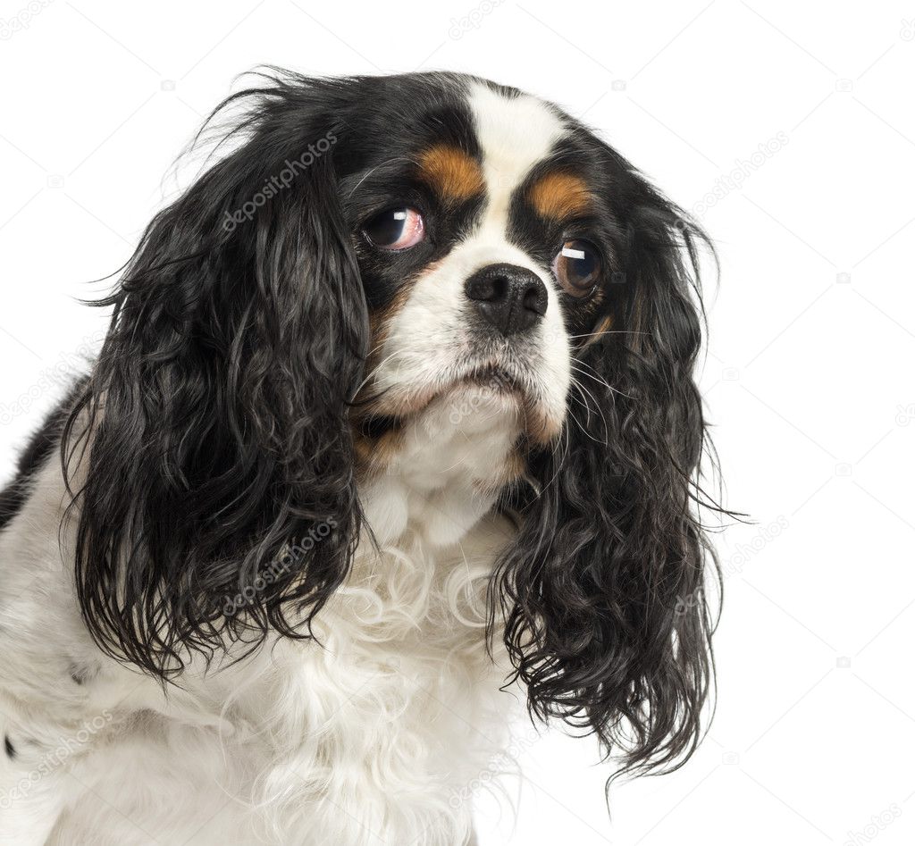 Close-up of a Cavalier King Charles Spaniel, 5 years old, isolat