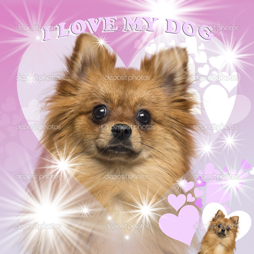 Close-up of a German Spitz, 1 year old, on heart background