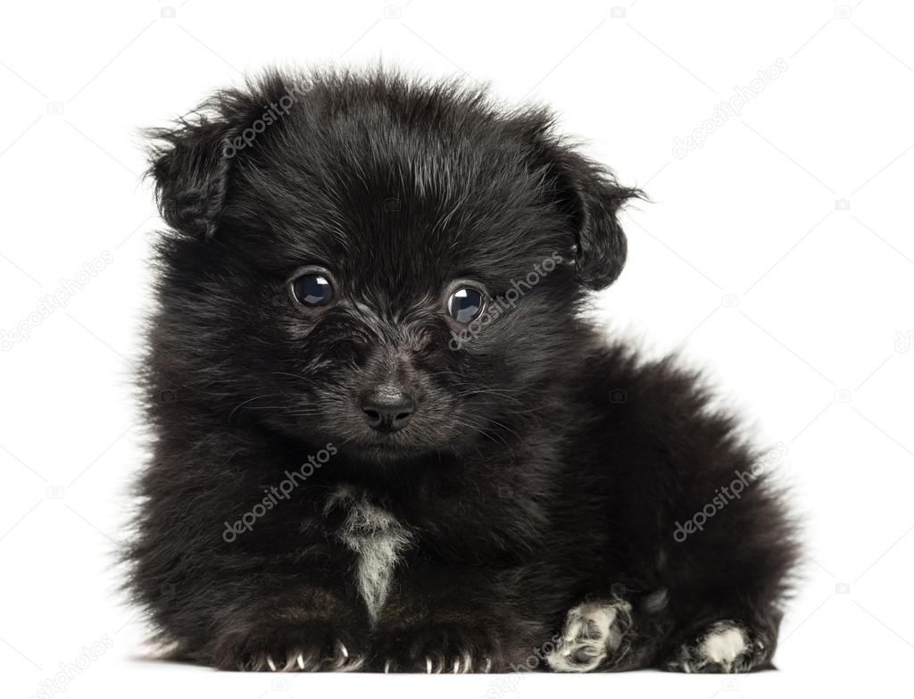 German Spitz puppy lying down, looking at the camera, 8 weeks ol