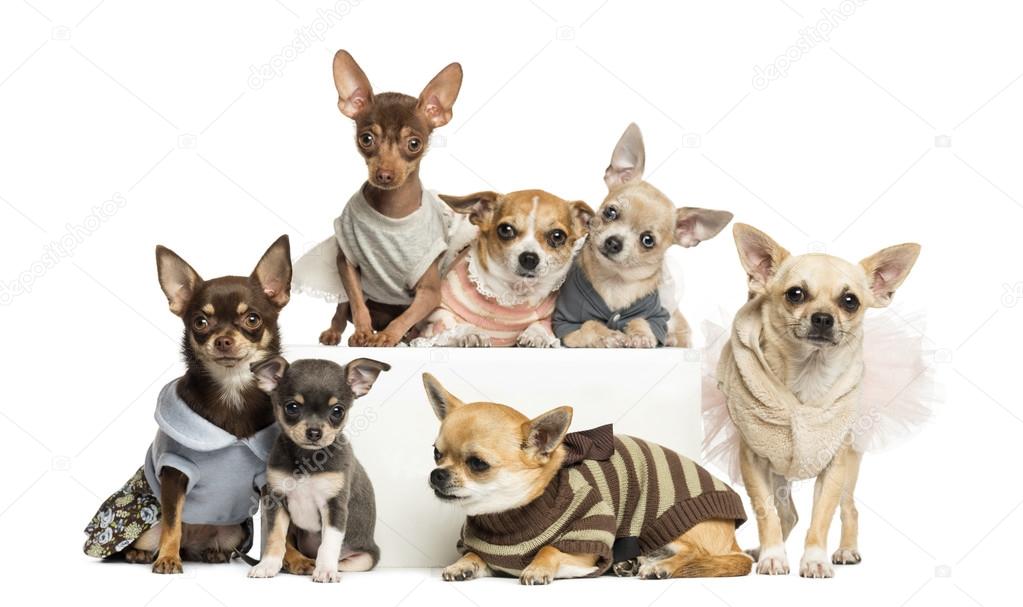Group of dressed-up Chihuahuas, isolated on white