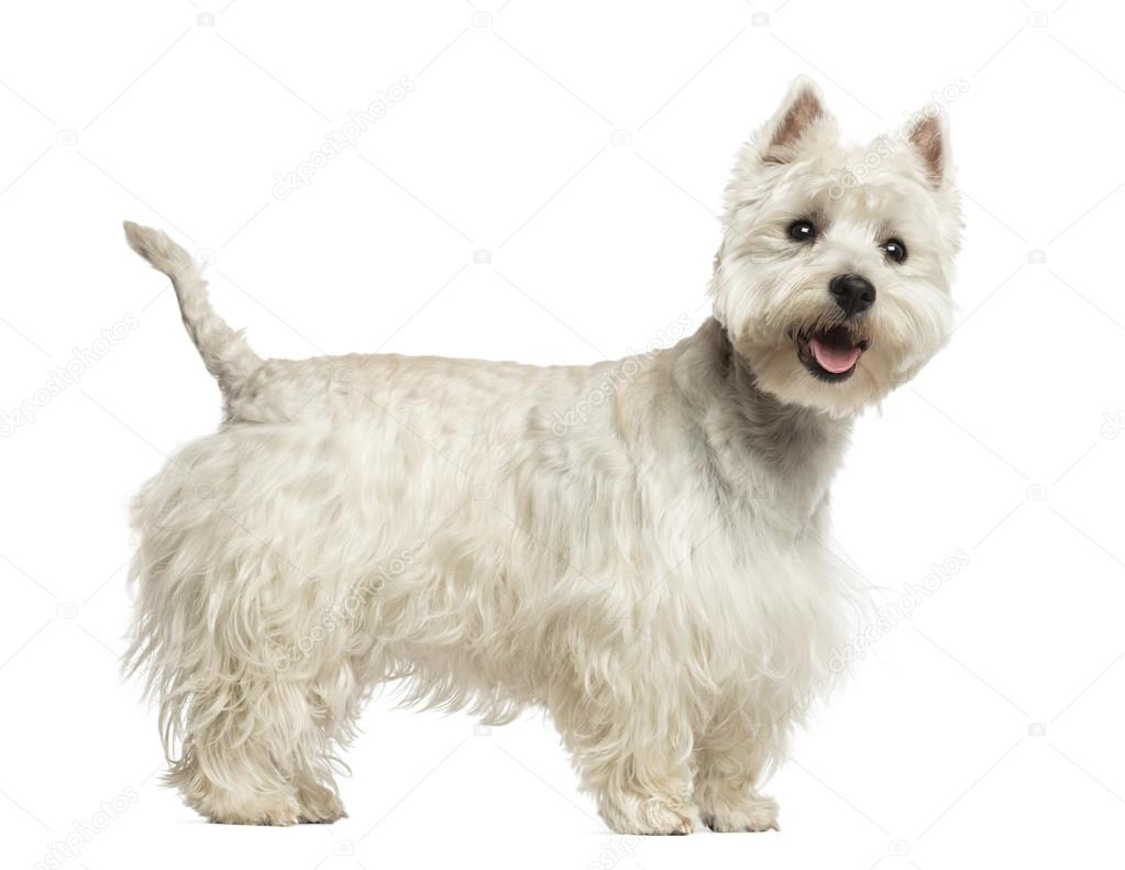 Side view of a West Highland White Terrier panting, 18 months ol