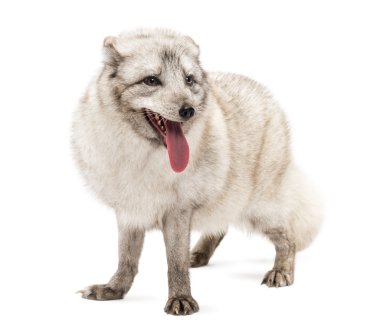 Kutup tilkisi, vulpes lagopus, beyaz tilki, polar f da bilinen
